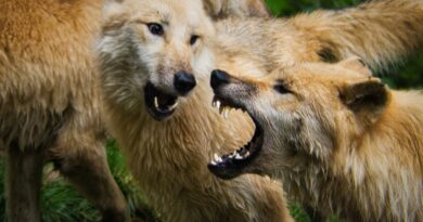 Wolfspopulation: Hohe Anzahl illegaler Tötungen