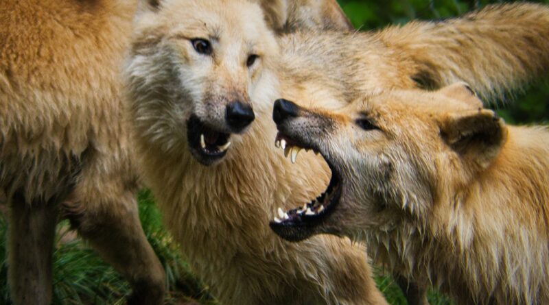 Wolfspopulation: Hohe Anzahl illegaler Tötungen